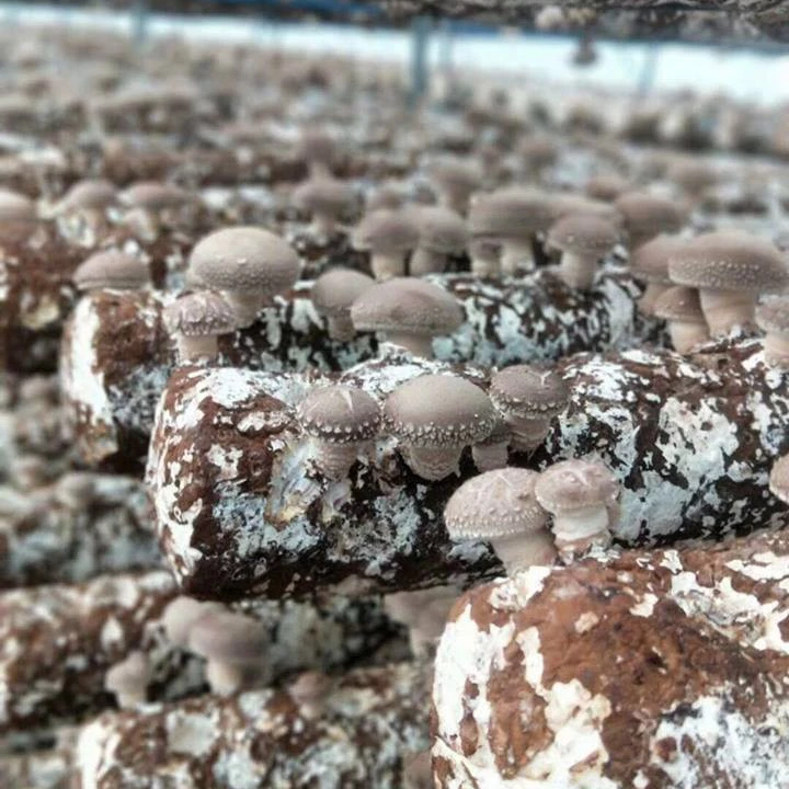 
Organic Shiitake Substrate Mushroom Spawn Logs Easy Grow Mushroom Kit 