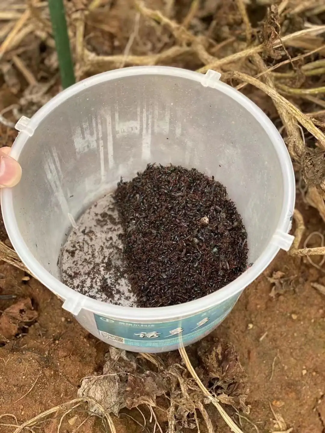 Effective Cylas formicarius lure control sweet potato weevil catcher pest control