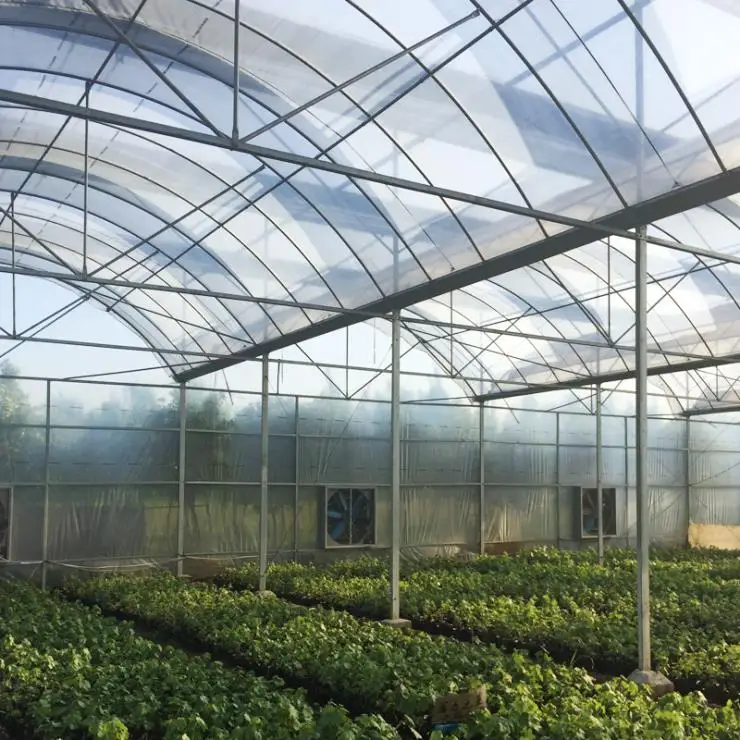 Tropical Plastic Film Multi Span Greenhouse With Galvanized Steel Frame