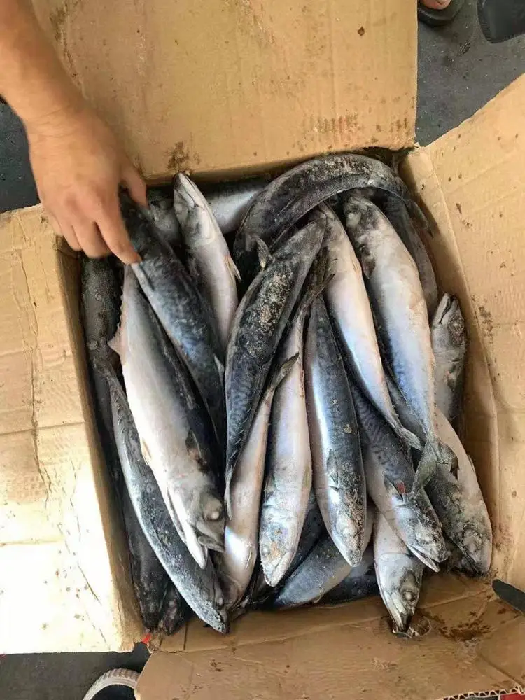 Frozen mackerel saba fish whole round seafrozen 300/500