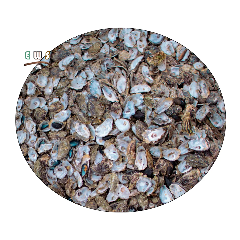 
Wholesale Seashell River FiltrationTo Improve Water Quality Oyster Shell 