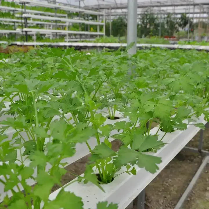 NFT hydroponic growing systems greenhouse complete hydroponic for strawberry hydroponic growing systems
