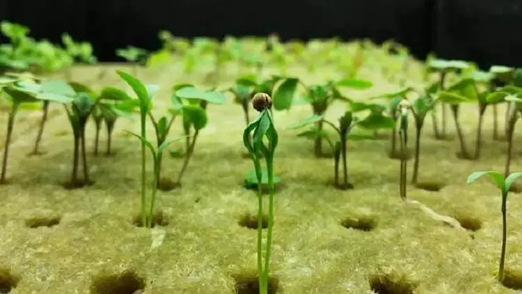  Недорогие кубики Skyplant из гидропонной ваты с отверстиями сельскохозяйственные поставщик