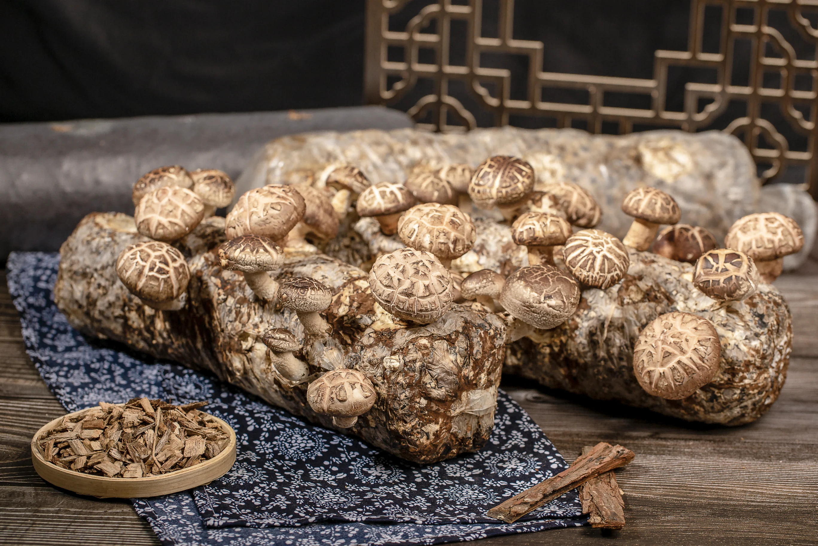 Low Price Dark Brown Solid Bulk Shiitake Mushroom Spawn Logs For Sale
