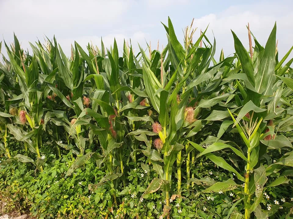 Wholesale Organic Frozen baby corn with cheap price from Agenas co.ltd Viet Nam