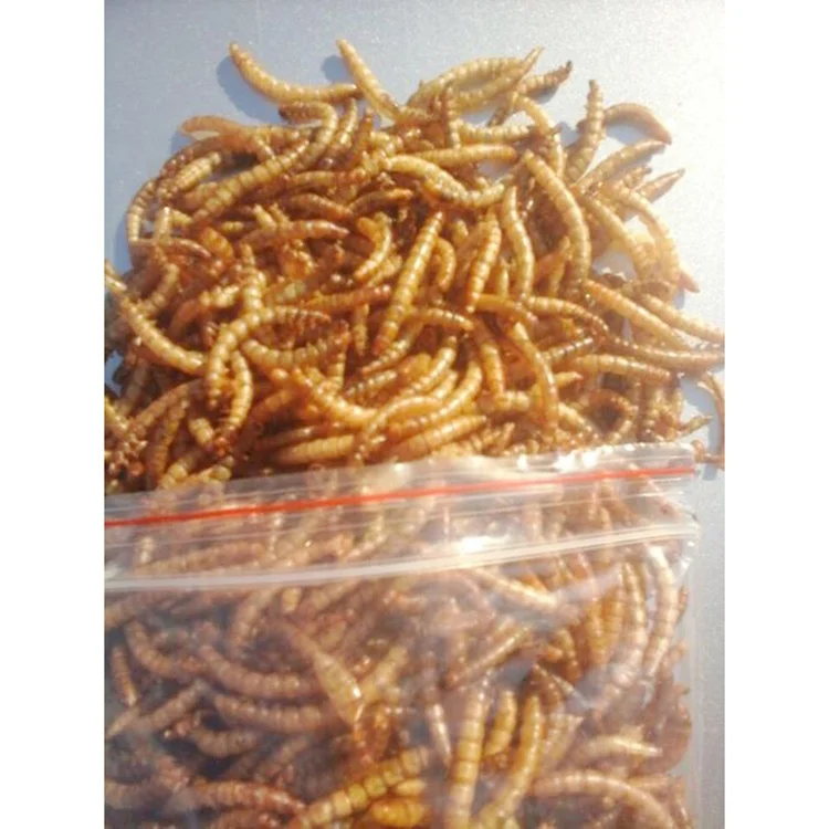 Xin jie biotechnology Dried bread worm hamster hedgehog food turtle snack fish yellow mealworm