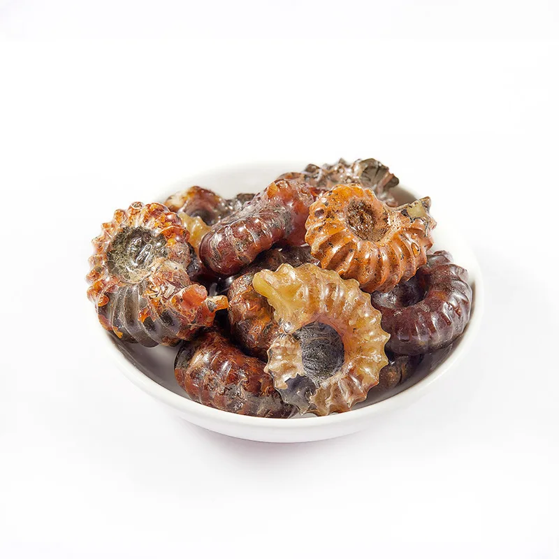 Wholesale Elegant Healing Natural Ancient Ammonite Conch Fossil Crioceras Spiral Shell for Garden Decoration DIY Accessory Gift