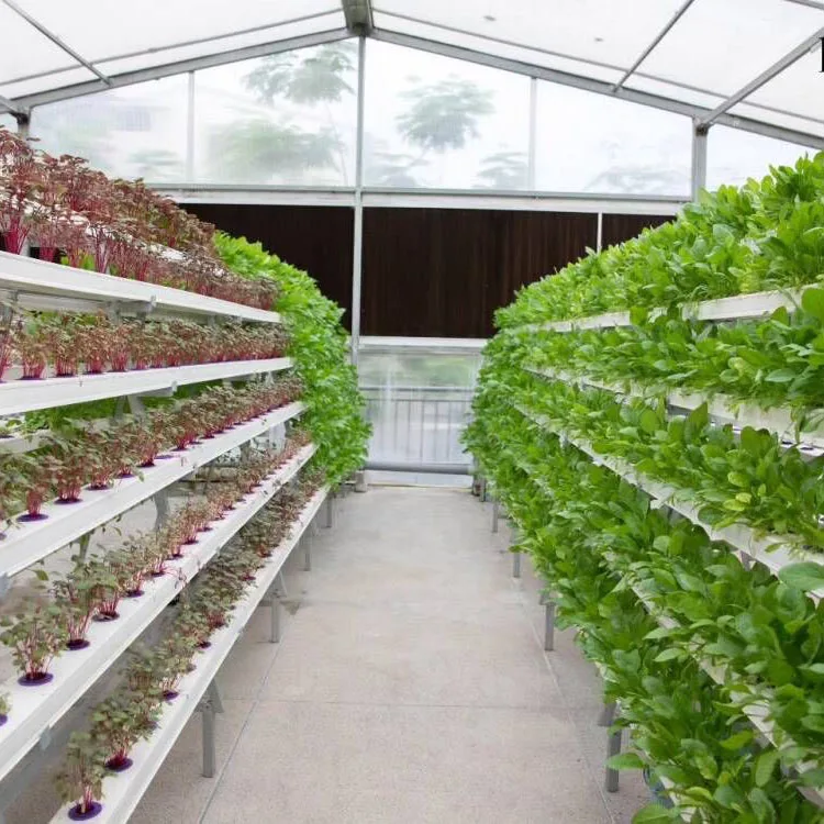 A-frame nft channel hydroponics system for salad vegetable