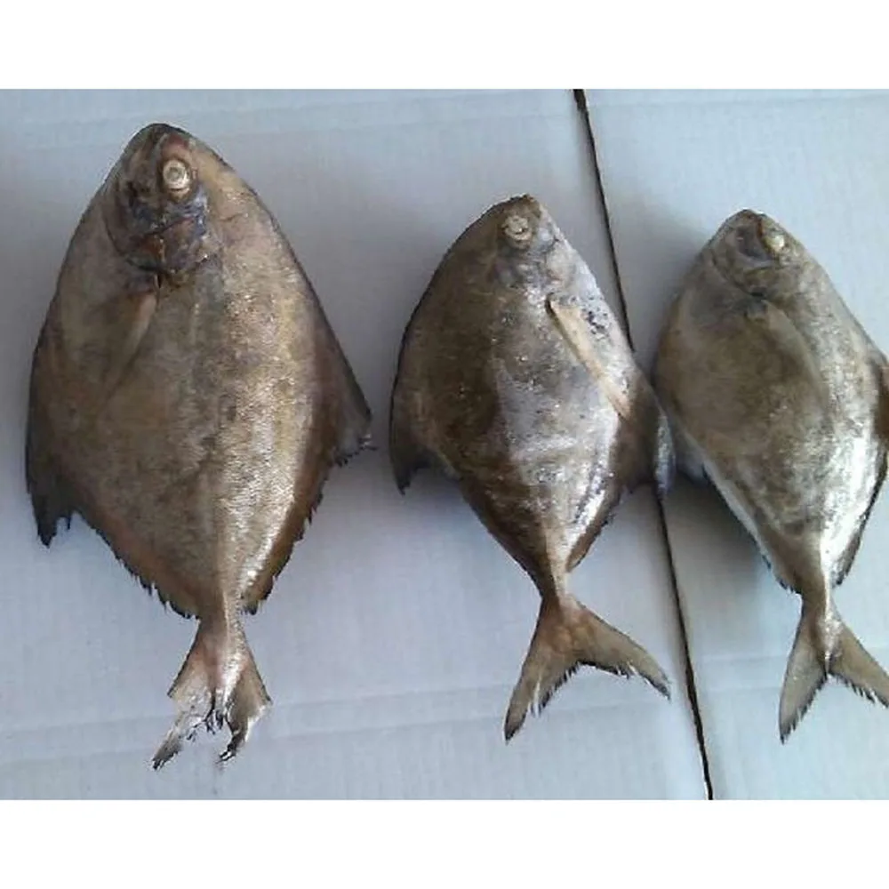 frozen pomfret fish frozen black pomfret price frozen black pompano fish