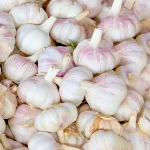 Chinese Fresh Garlic  Exporter High Quality Garlic Supplier in China  Shangdong White Garlic 6 cm