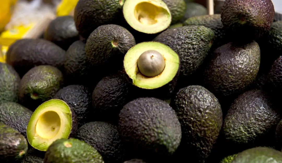 
100% Natural Hass Avocado from Colombian with Wholesale Quantity 