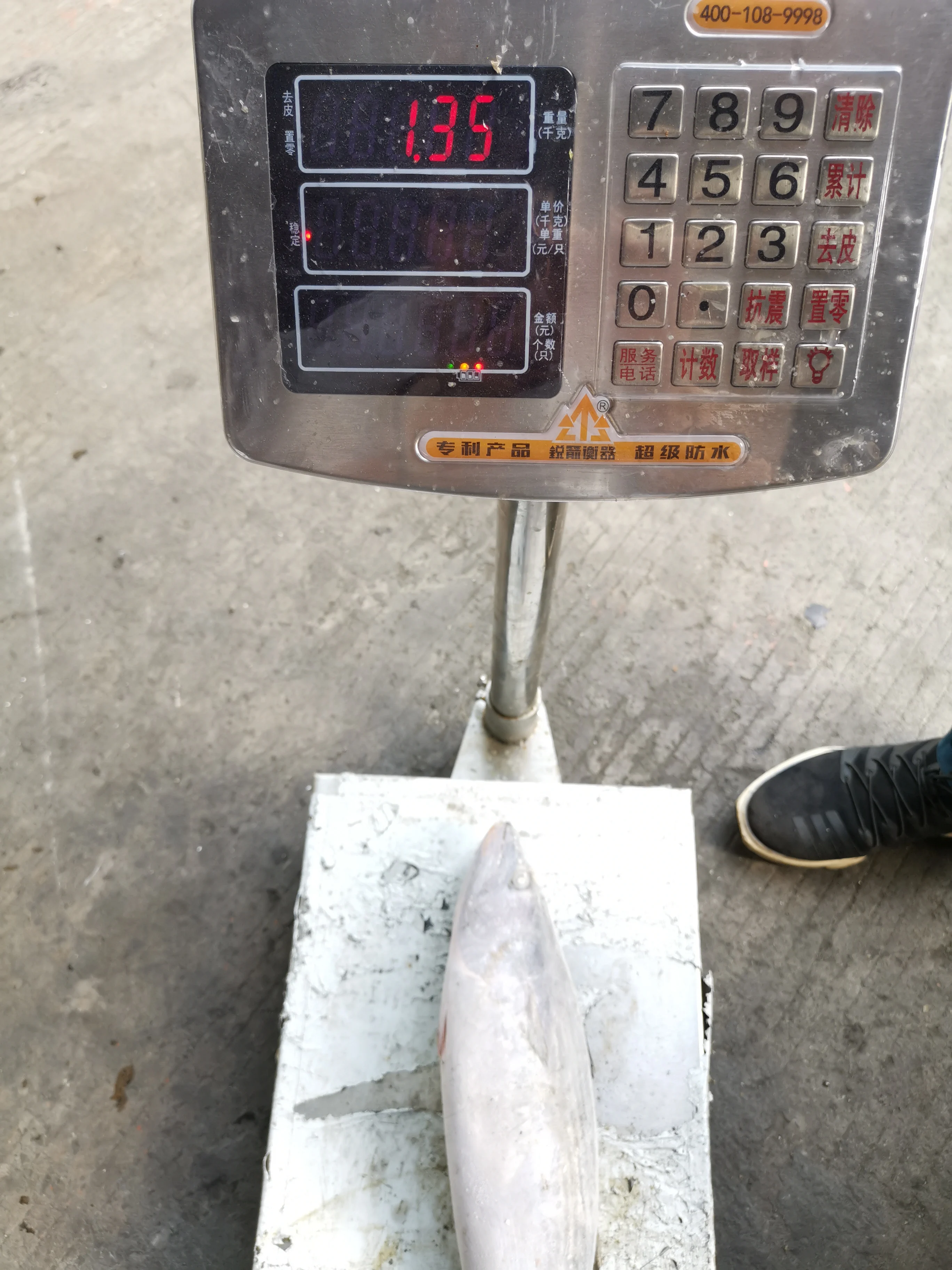 Sea frozen Striped Bonito Fish Sarda Orientalis