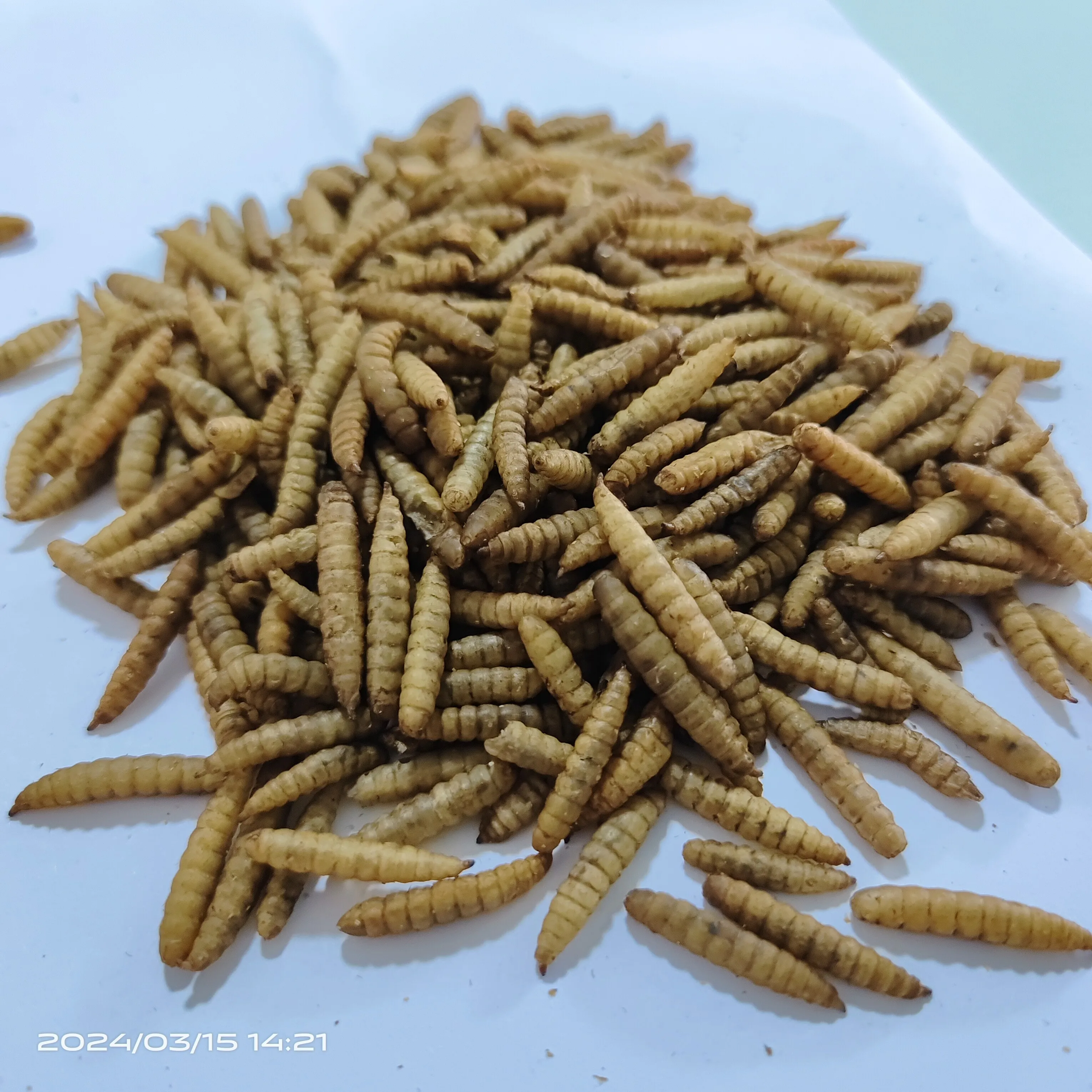 Freeze dried Mealworm black soldier fly larvae with high fat and high protein for fish, birds and small animals