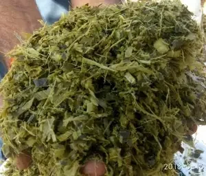 Premium Pure Protein Harvest Gold High-Quality Corn Silage, Perfect for Robust Animal Nutrition Animal Feed Exporter