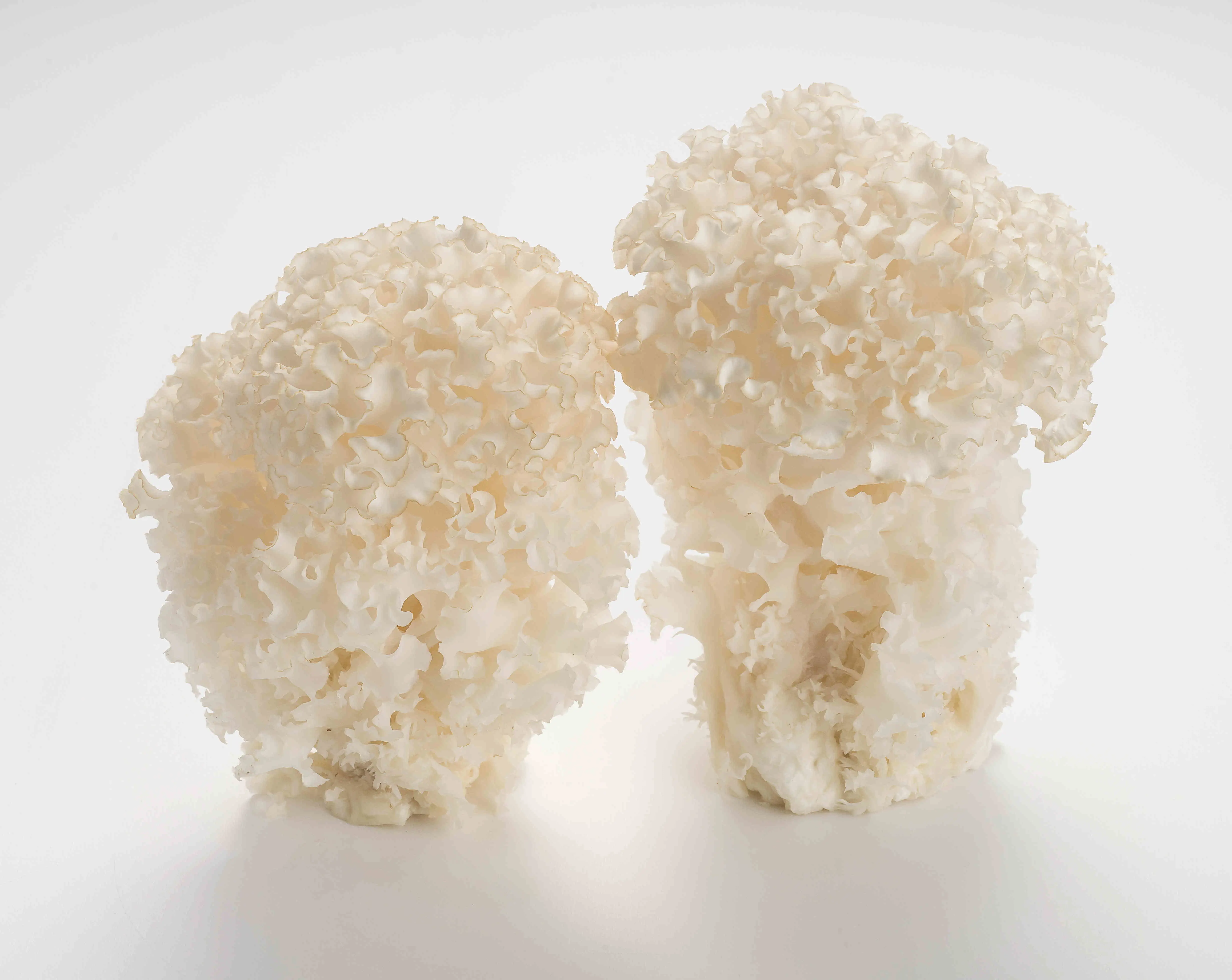 
Detan Sparassis Crispa Mushroom 