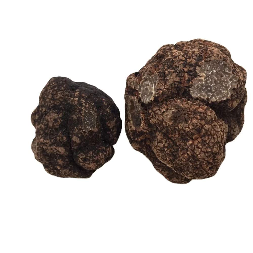 Рыночная цена для свежего клубня черный трюфель Uncinatum продажи трюфельный