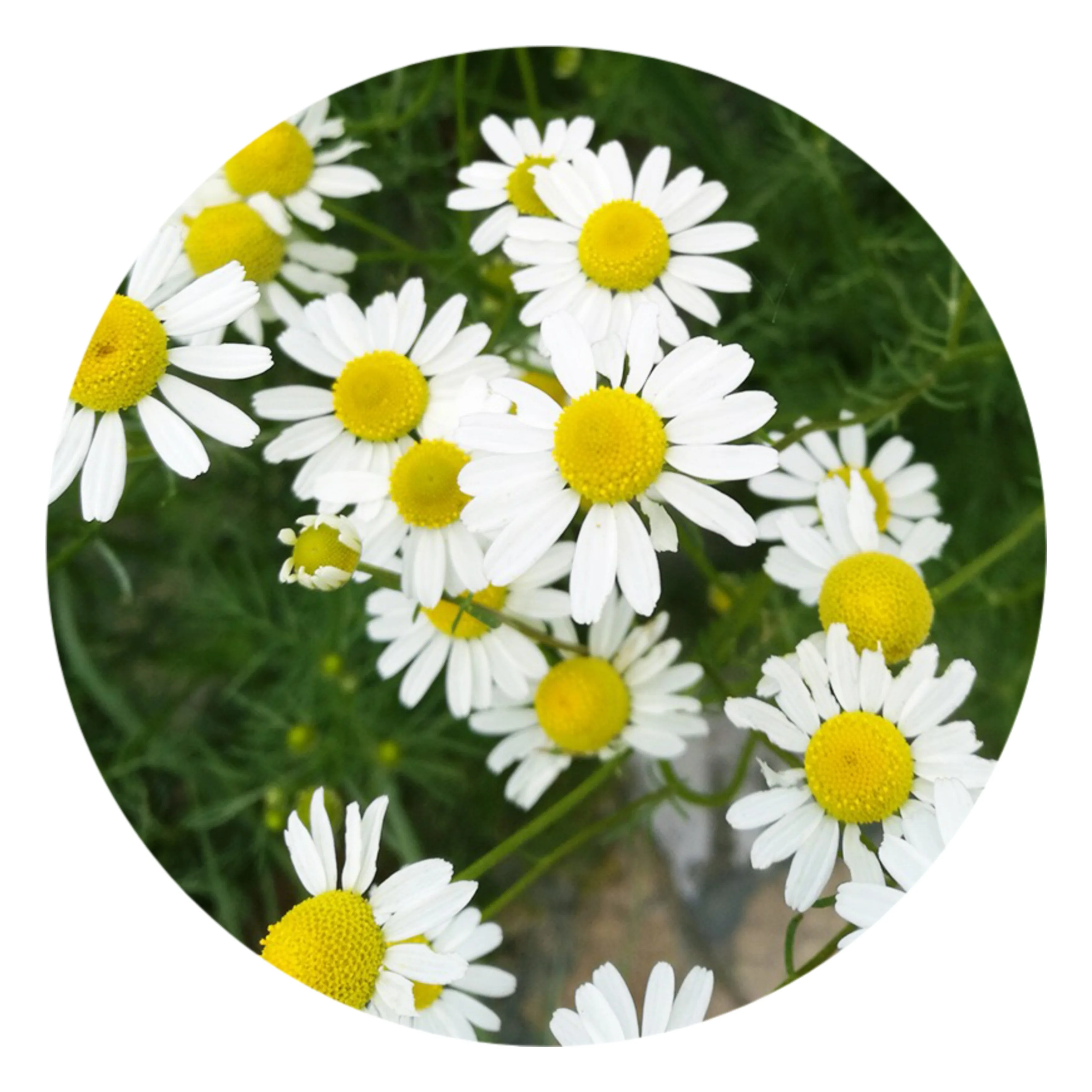 NCD01 1000 Семена высшего качества, ромашки, хризантемы, семена палочки