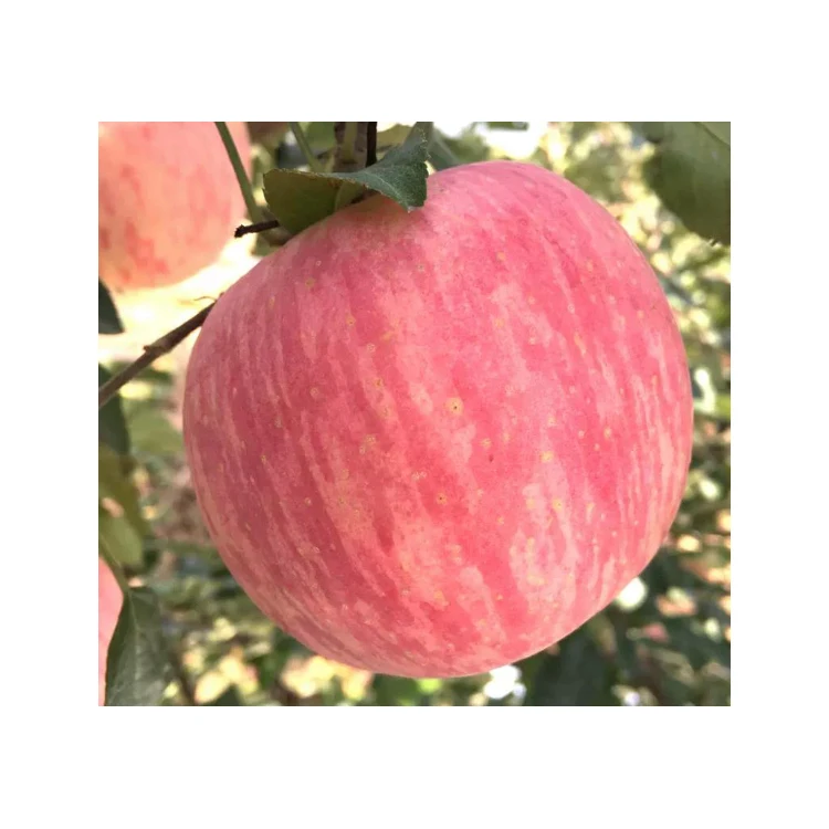Quality Assurance wholesale distributors fresh fruits fuji apples