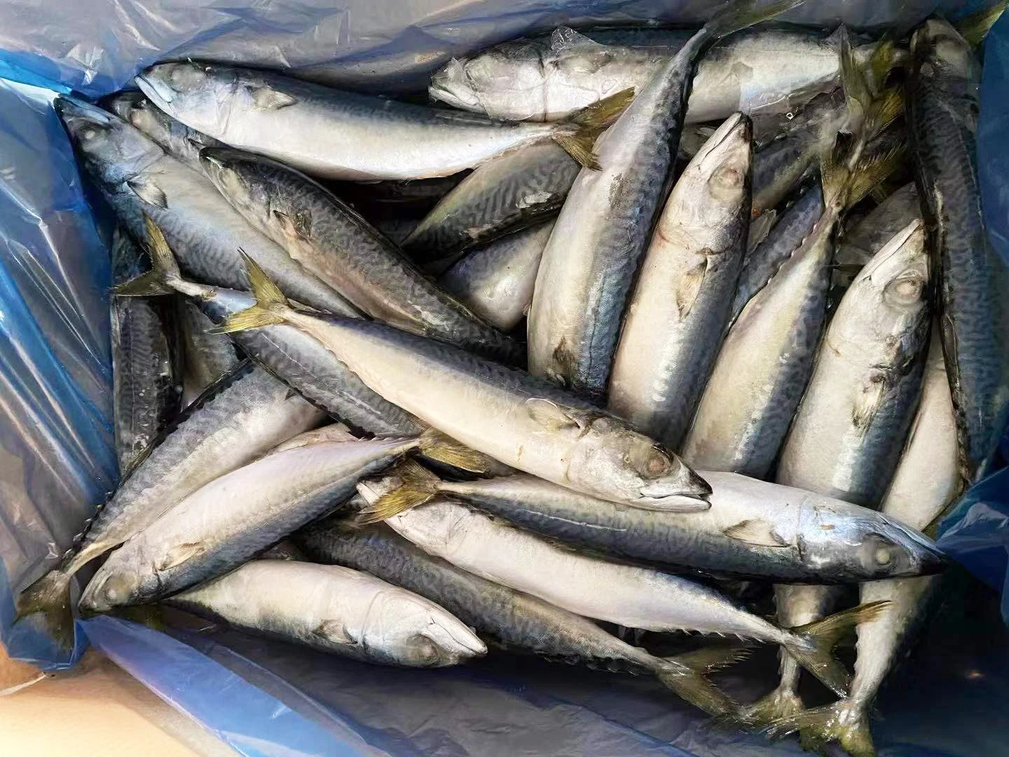 Sea Frozen 15kgs IQF Pacific Mackerel Fish Importers with Good Price