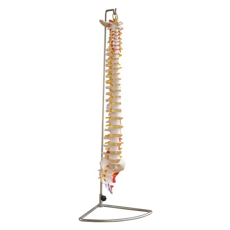 XC-107A Vertebral Column and Painted Muscles