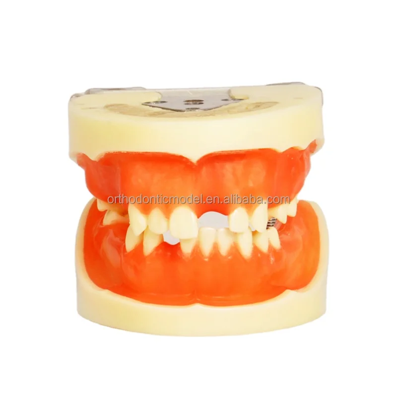 Модель анатомических зубов для студентов модель тренировки имплантации с мягкой силиконовой резинкой и