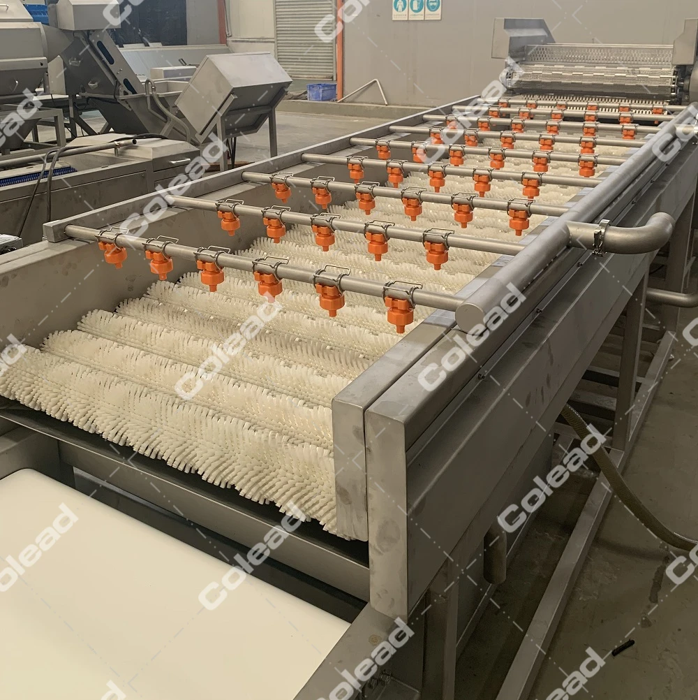 Date palm washing machine and cherry tomato washing machine from Colead