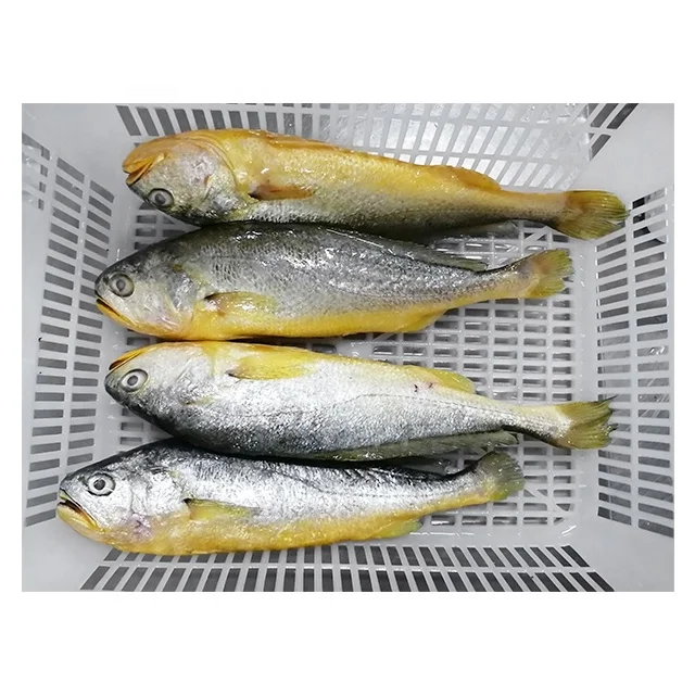 Frozen Yellow Croaker Fish Wholesale Price IWP Packed Whole IQF Croaker To USA