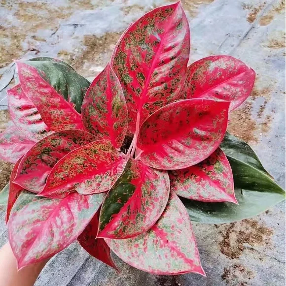 
Ornamental plant bonsai Aglaonema sp red sun nature plant wholesale 