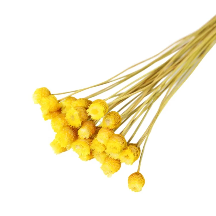 Оптовая продажа сушеных звездных цветов миниатюрные дикие соломки цветок хризантемы Бразильская Маргаритка бразильский счастливый