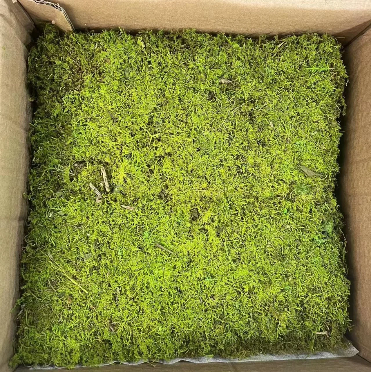 Wholesale natural Preserved reindeer Moss Produced  dry bun Moss Decorating Walls