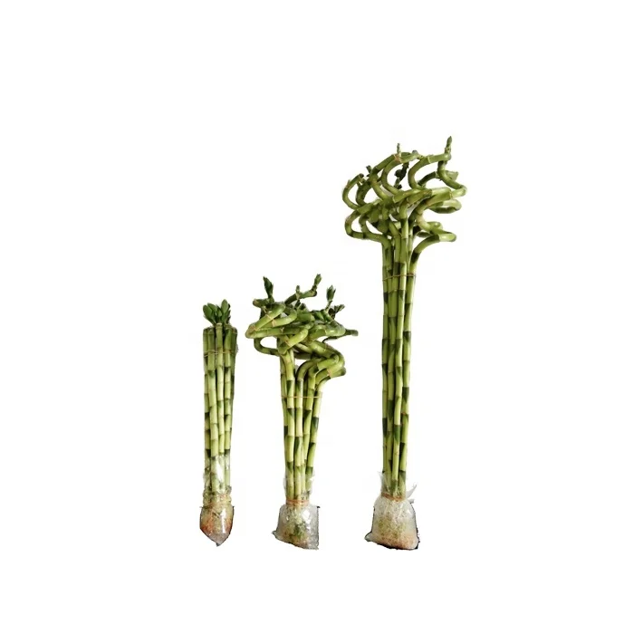 Artificial Spiral Lucky Bamboo Raw Single branch