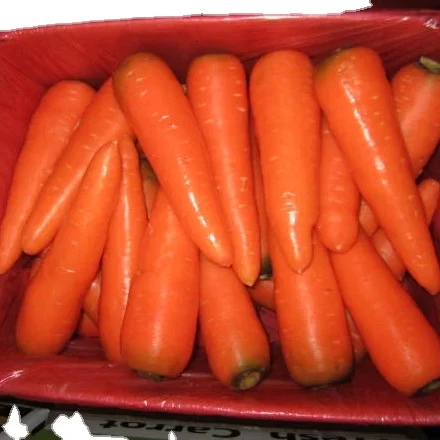 Carrot in China Fresh Crop Best Quality