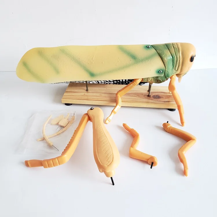 Biology teaching aids animal anatomical locust model