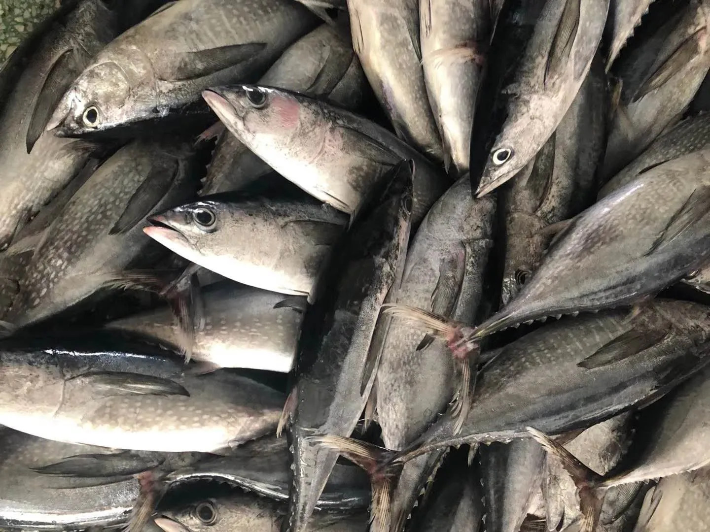 Best quality good price Malaysian Tonggol tuna for canned fish