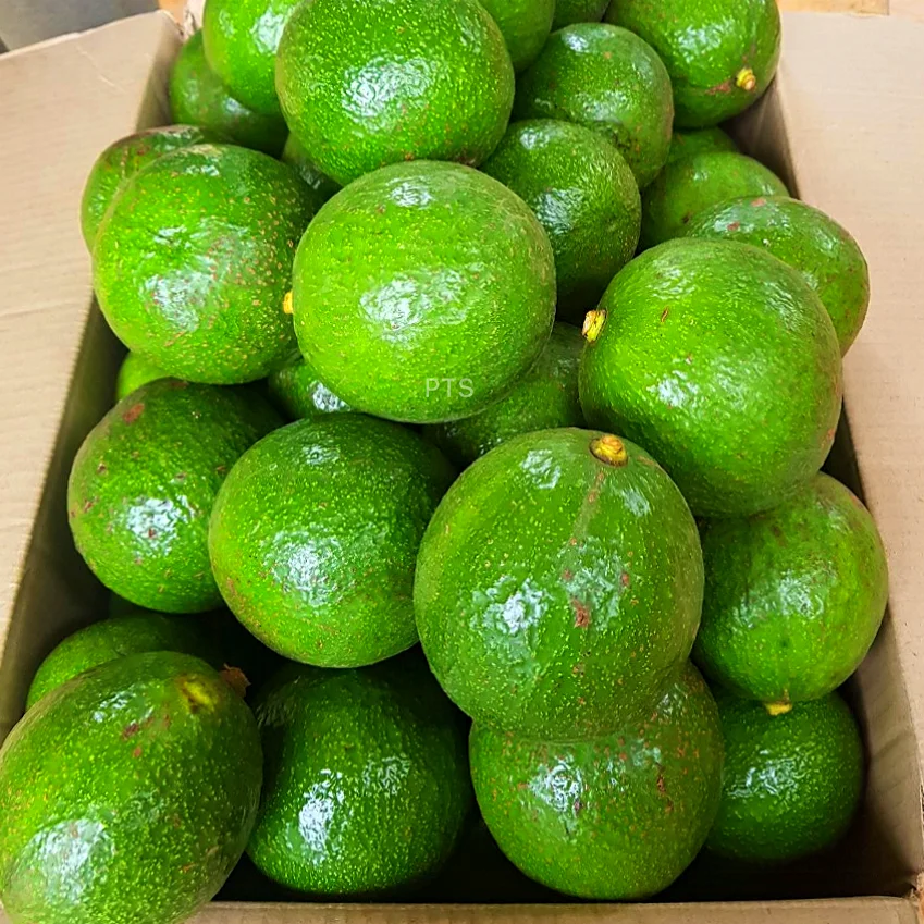 
HIGH QUALITY BOOTH ROUND AVOCADO VIETNAM 