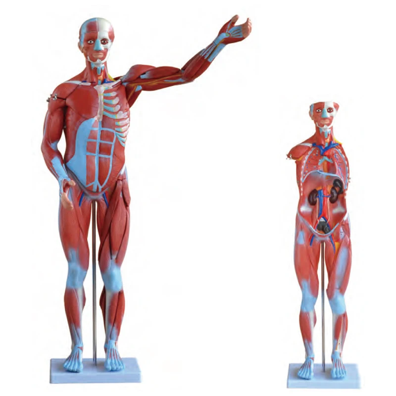 Medical Science Educational Teaching 80CM Human Male Muscle Model 27 Parts Human Bone anatomy Model