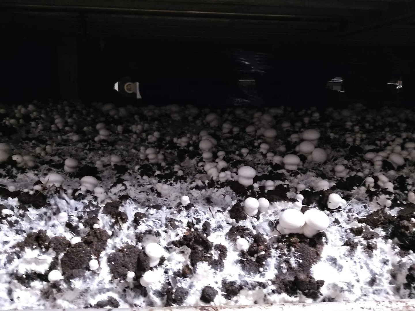 
hot sale white button mushroom spawn chinese mushroom spawn bag 