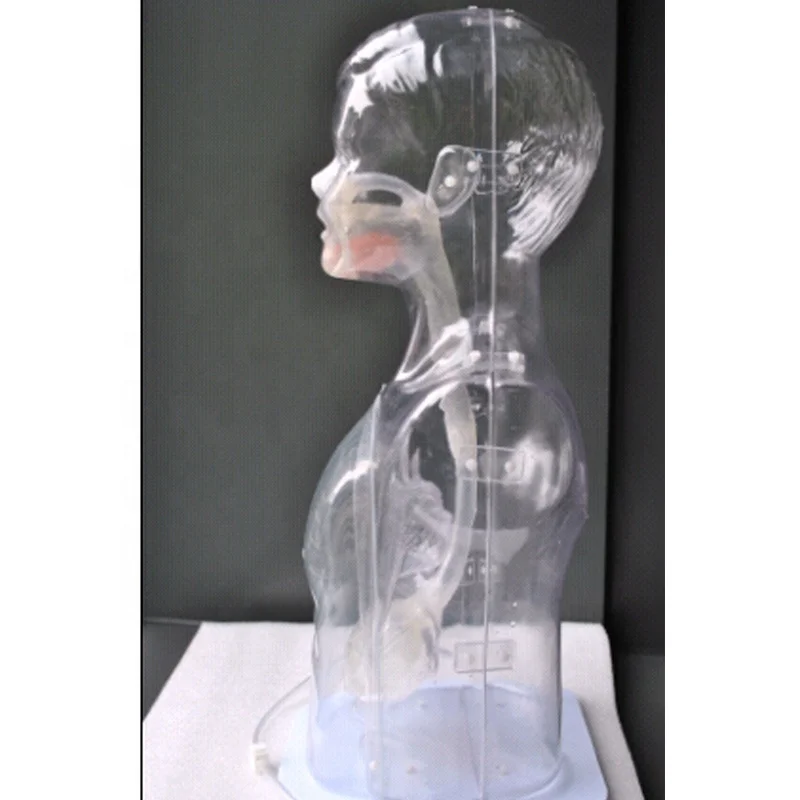 Transparent Children Nasal Feeding and Gastric Lavage Model Nursing Simulator