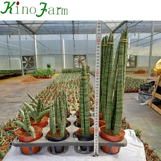 
Sansevieria Cylindrica Mother In Law Tongue Plant 