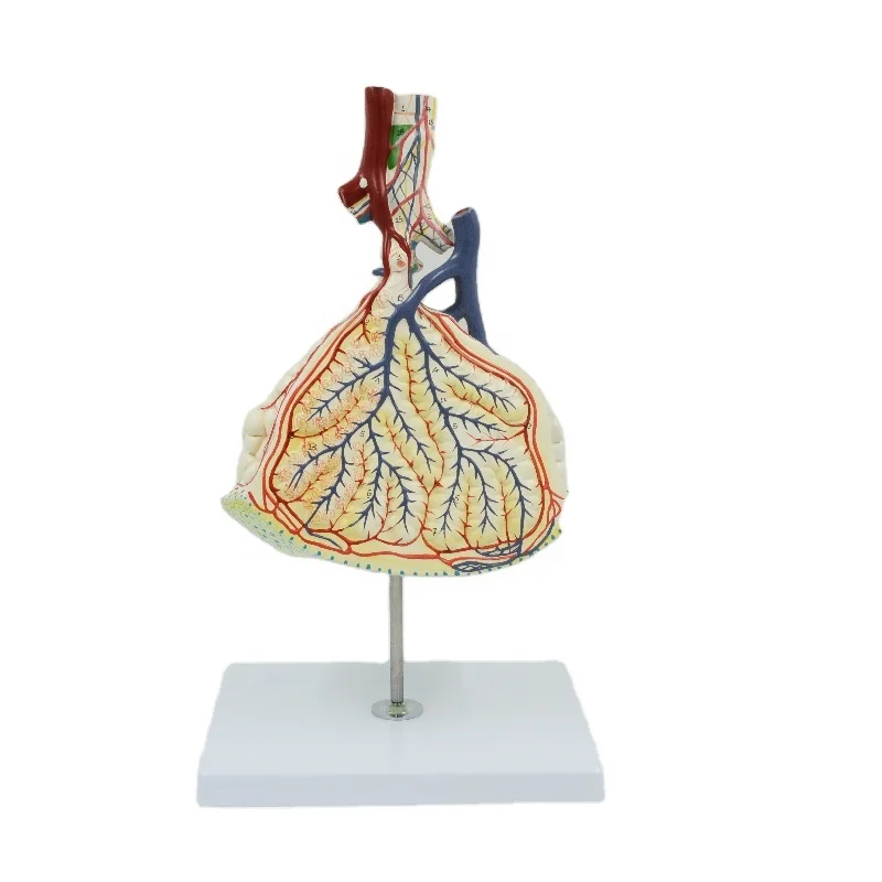 Enlarged Pulmonary Lobule Model Human Respiratory System Anatomical Model Anatomy Tool Educational Equipment Medical Sciences