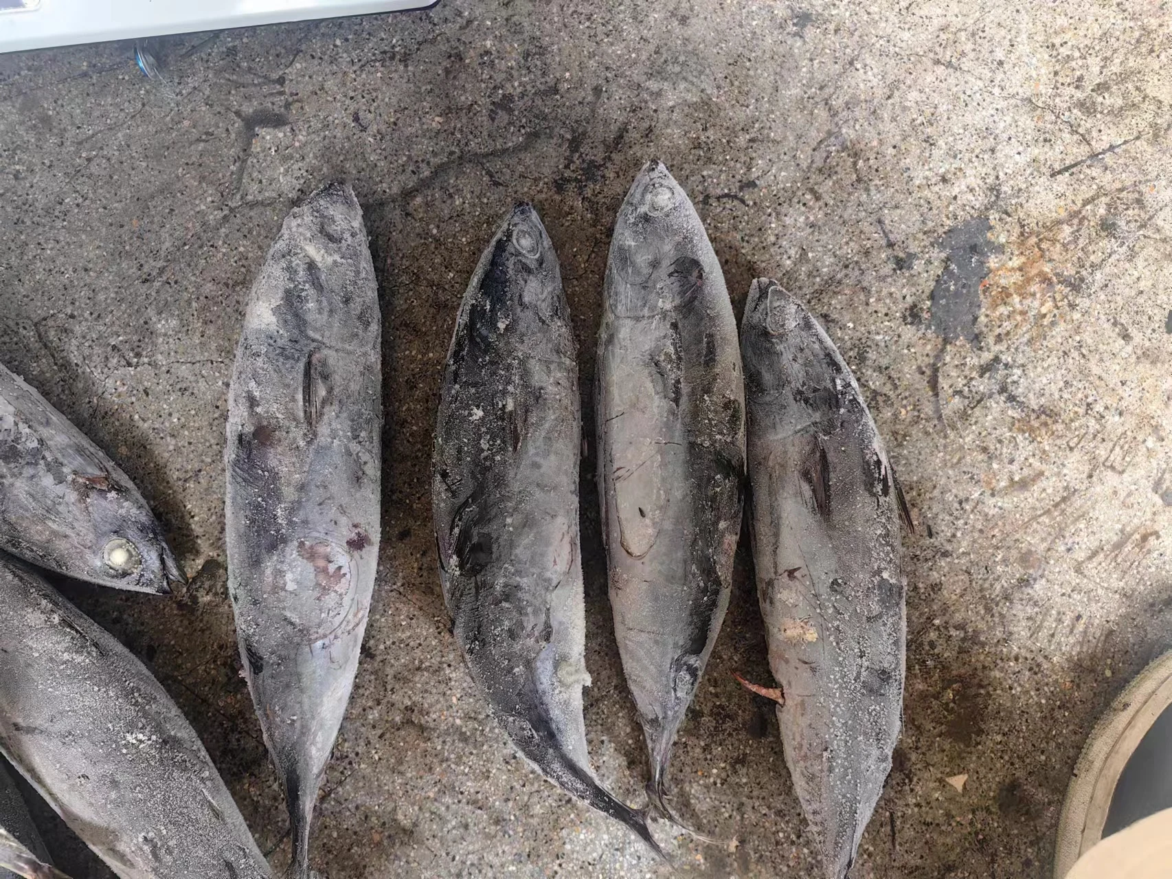 Premium Quality Seafood Frozen Bonito Fish for Africa Client