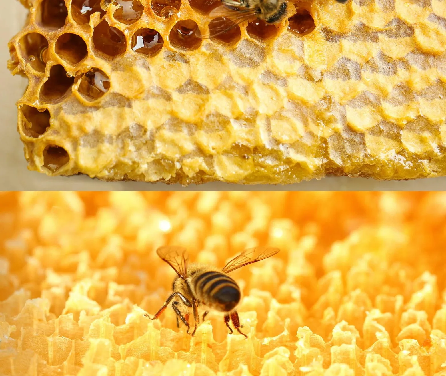 Enhance Immune System Bee Price Air Propolis Refined To Drink