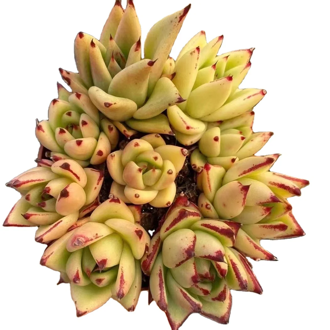 WB60 Echeveria Мария на каблуке (9 шт. в прямом эфире Сочные горшках Садоводство мини-юбки с цветочным рисунком естественный Крытый живые