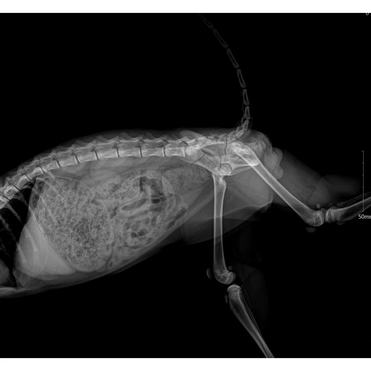Ветеринарный цифровой рентгеновский аппарат для продажи с ветеринарным рентгеновским столом