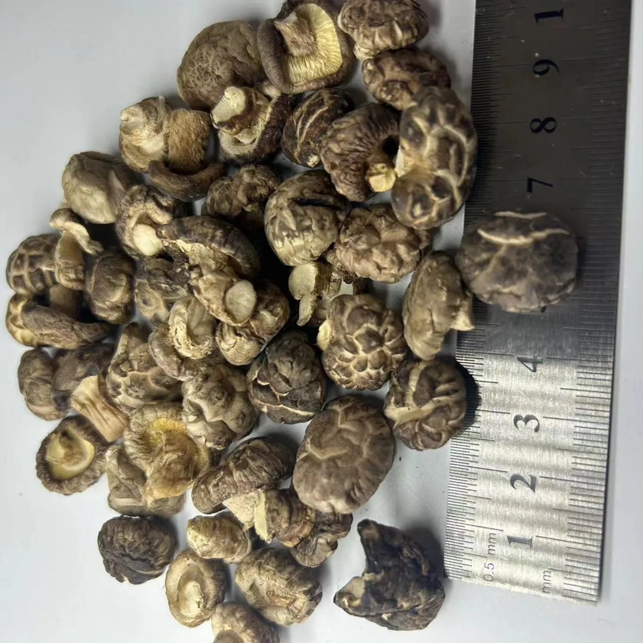 frozen mushroom best price high quality mushroom for sale grow shiitake mushroom