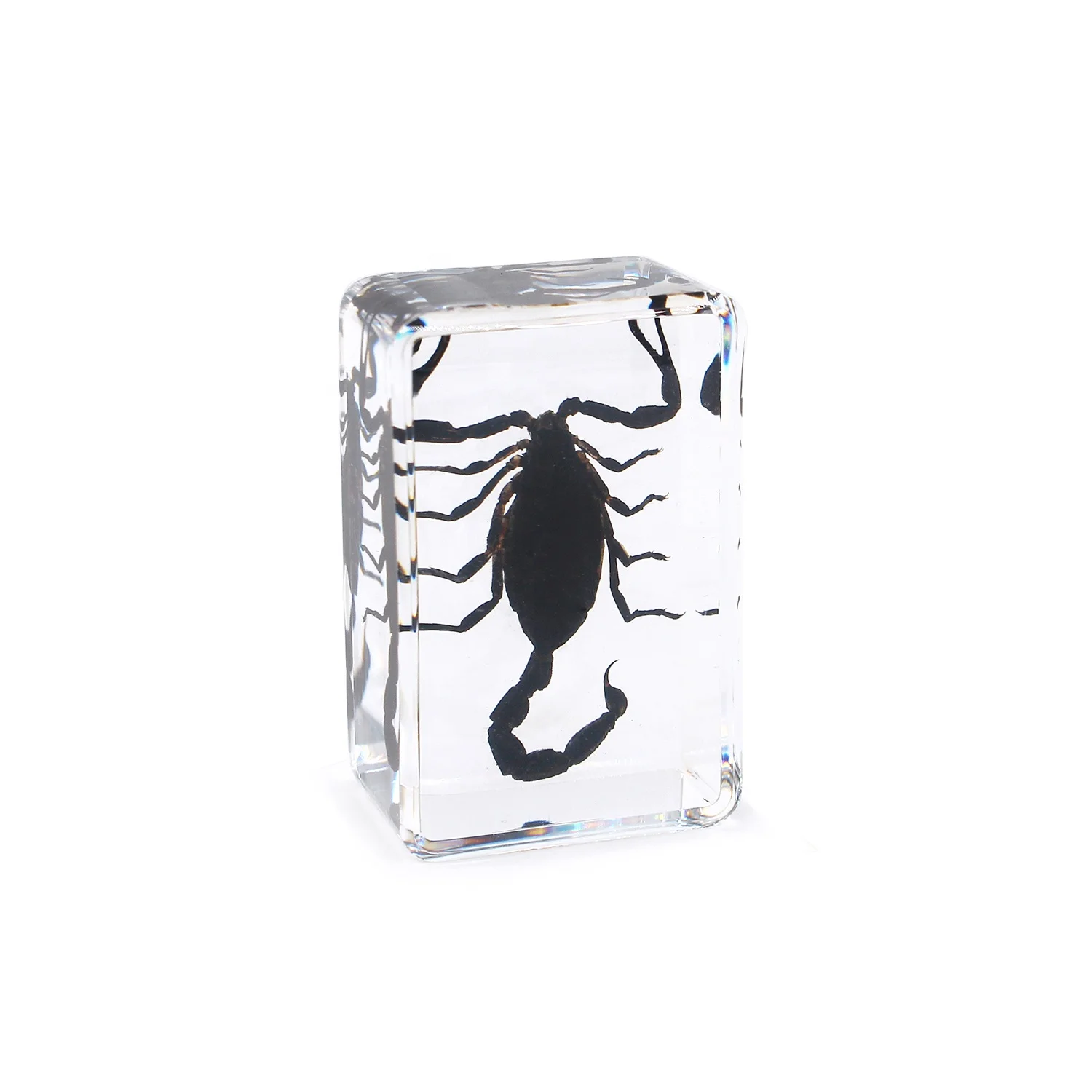 Hot selling scorpion specimen paper weight embedded real scorpion in resin animal ornaments resin crafts