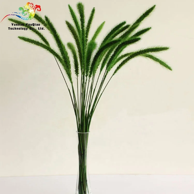 
Лидер продаж, всегда зеленые натуральные консервированные цветы, длинный стебель, свежий разрезанный цветок, собачий хвост 