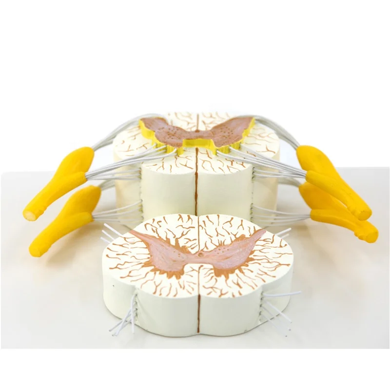 Detailed anatomical human anatomy model Vertebral and Partial Spinal Cord model