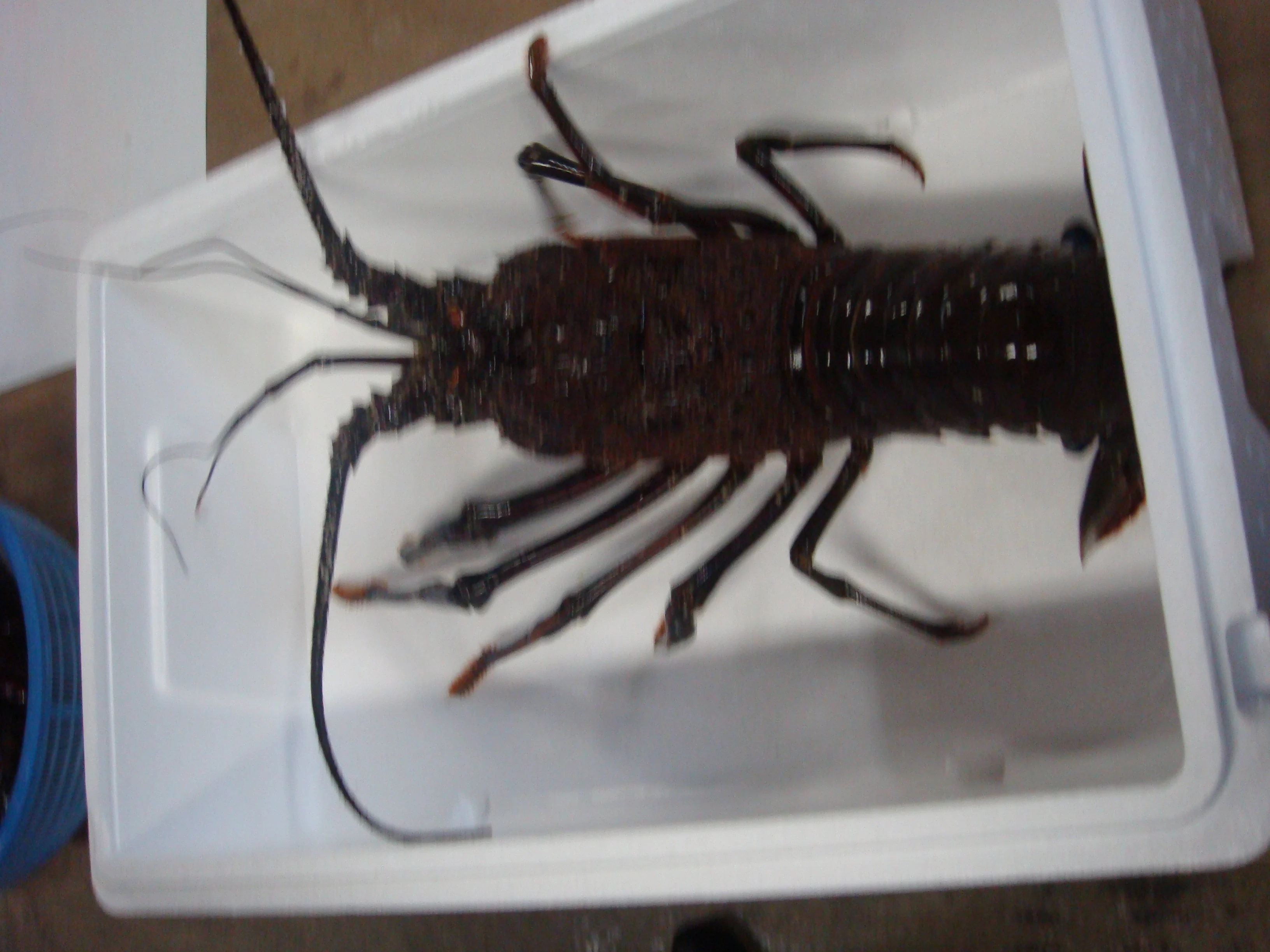 
Japanese mie prefecture safe and secure seafood meat frozen lobster 
