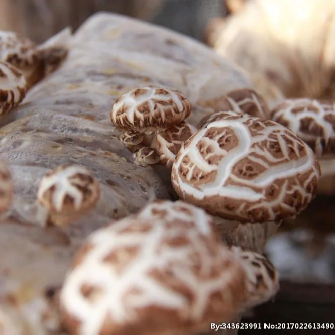 Здоровые китайские свежие грибы Shiitake суйчжоу